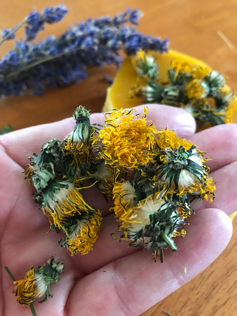 Salve: Dandelion Salve Lavender