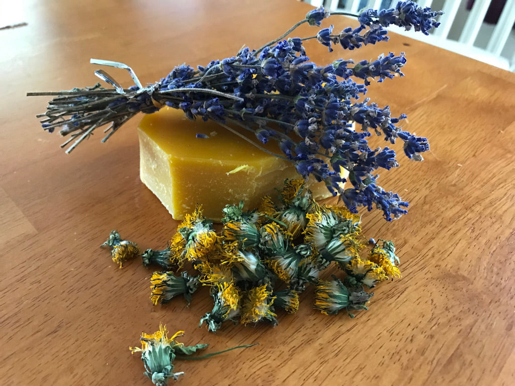 Salve: Dandelion Salve Lavender