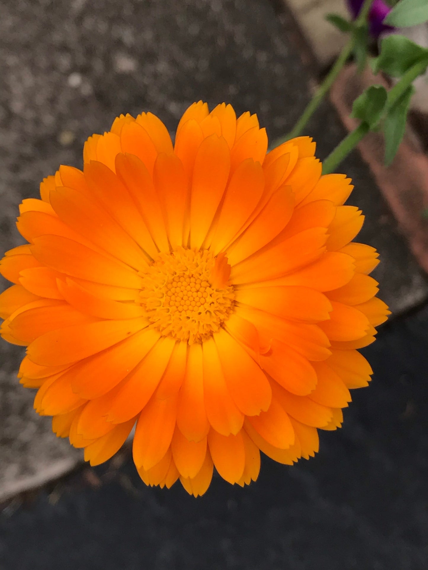 Salve: Calendula Flower Salve