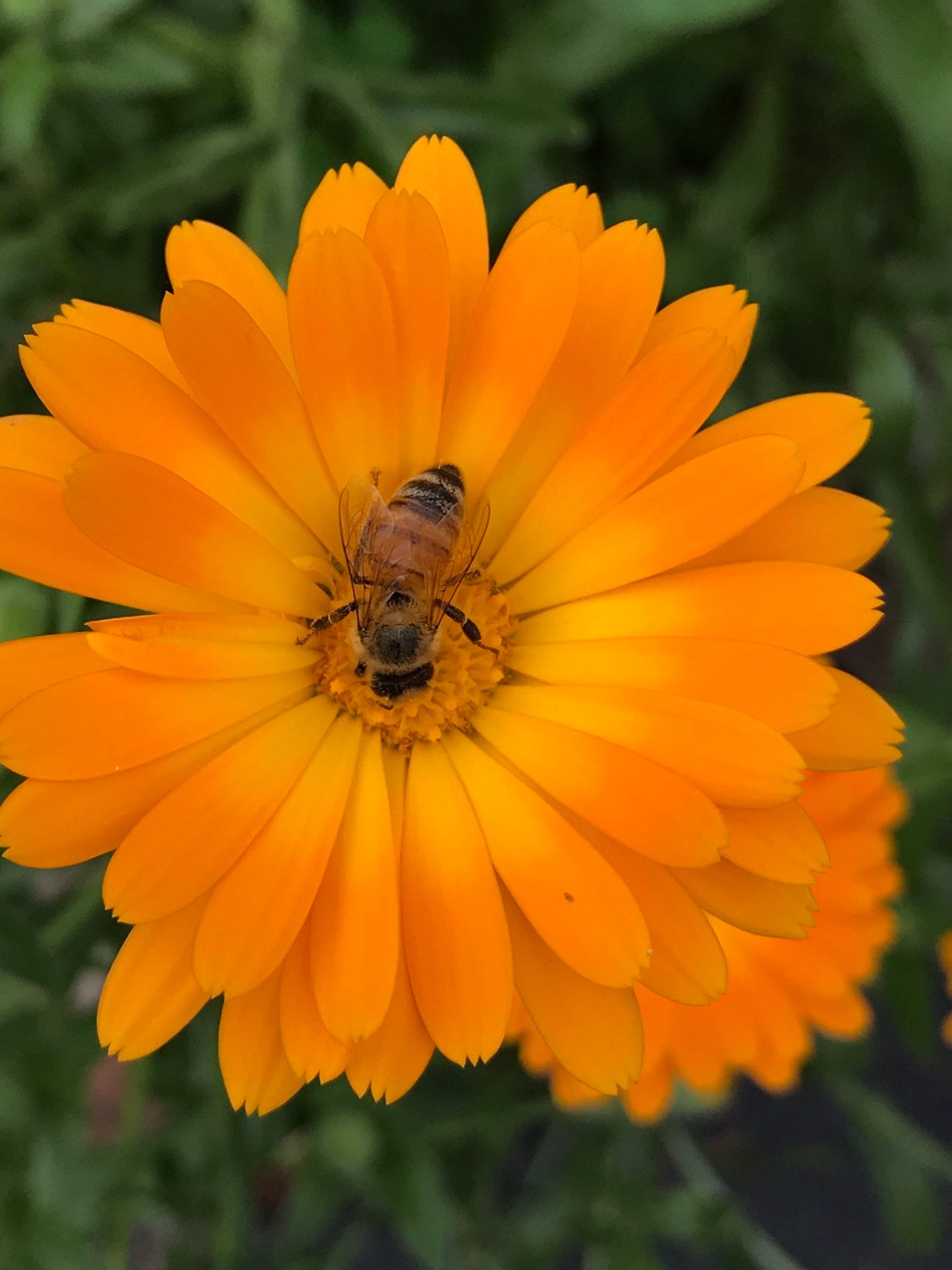 Salve: Calendula Flower Salve
