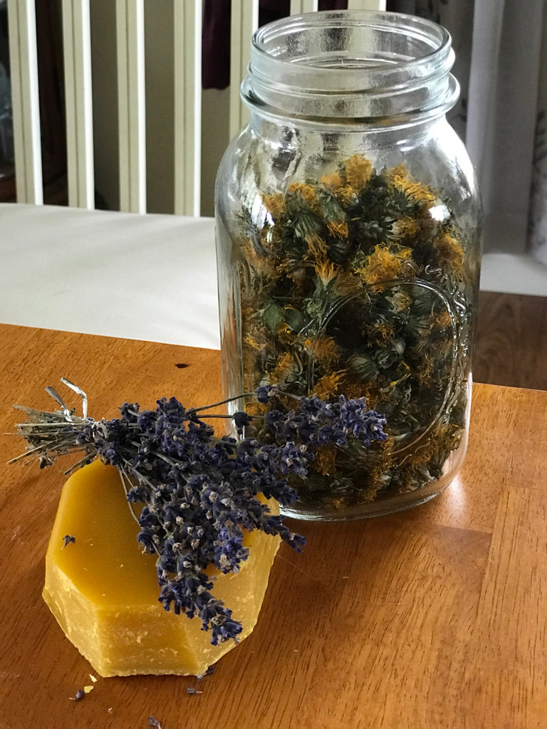 Salve: Dandelion Salve Lavender
