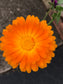 Salve: Calendula Flower Salve